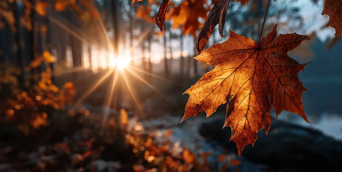autumn-leaves-bathed-in-golden-sunlight