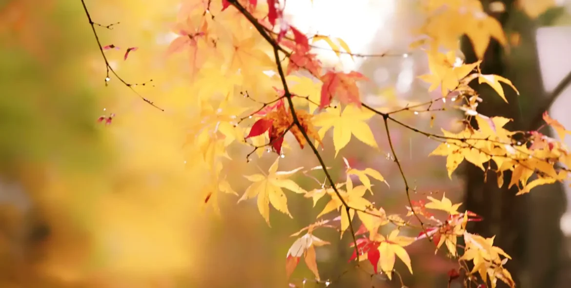 autumn-leaves-changing-colors-on-tree-branch