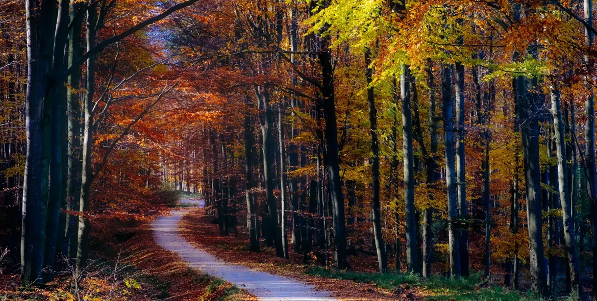 serene-pathway-through-autumnal-forest-with-color